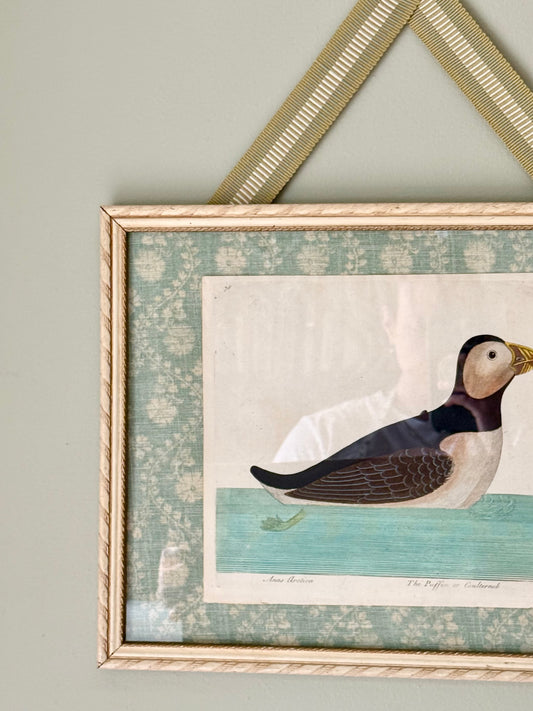 Rare 18th Century Puffin Engraving
