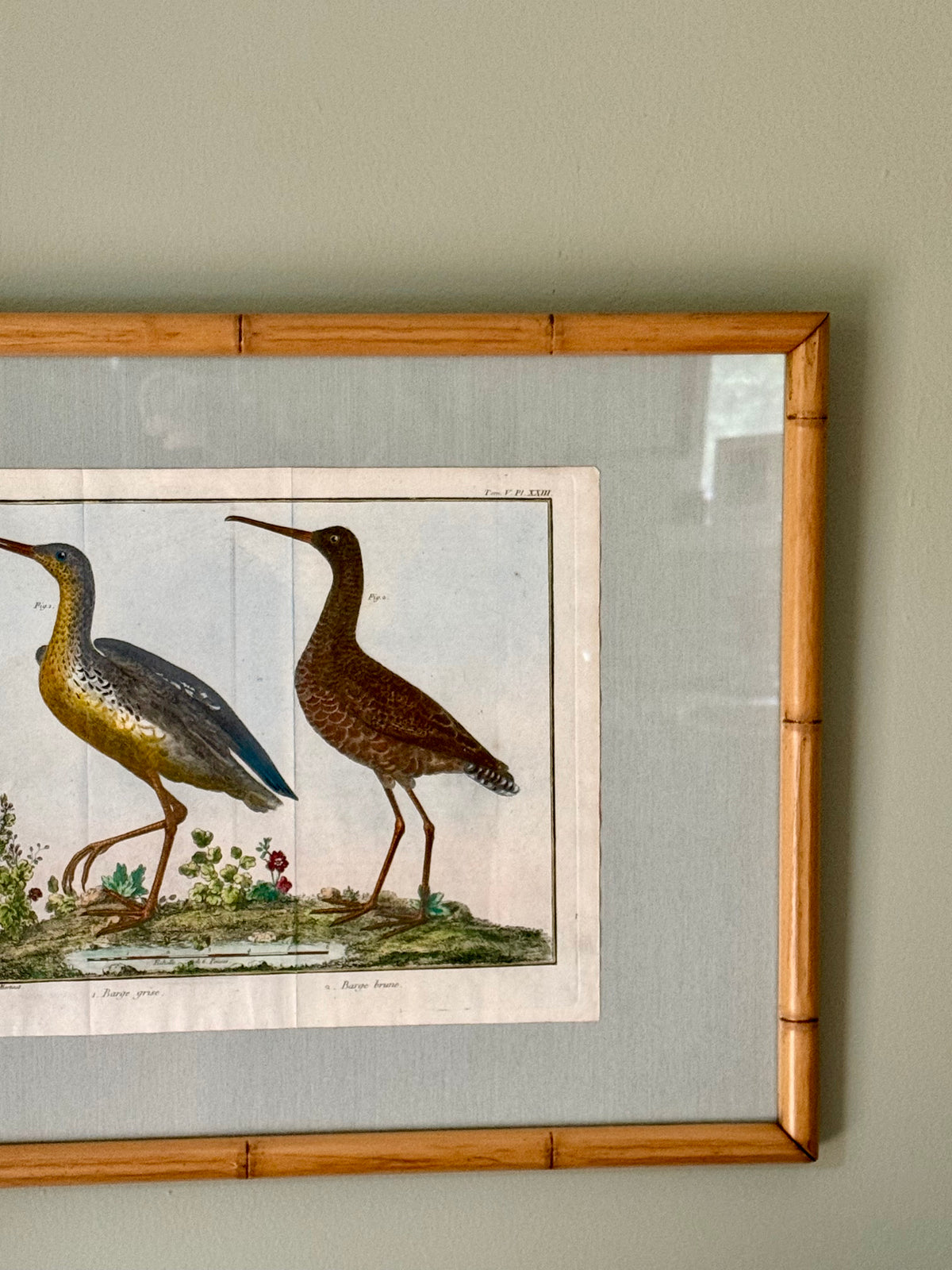 Rare Hand Colored French Birds