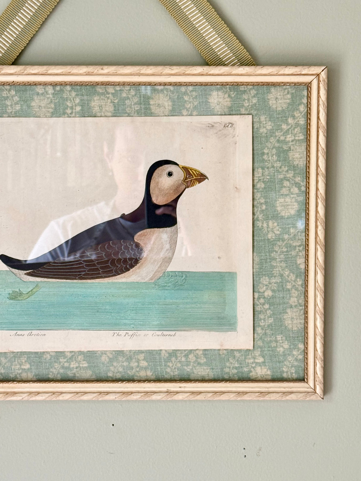 Rare 18th Century Puffin Engraving