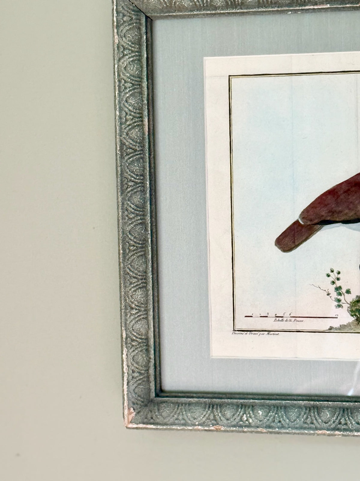 18th Century Hand Painted French Bird Engraving