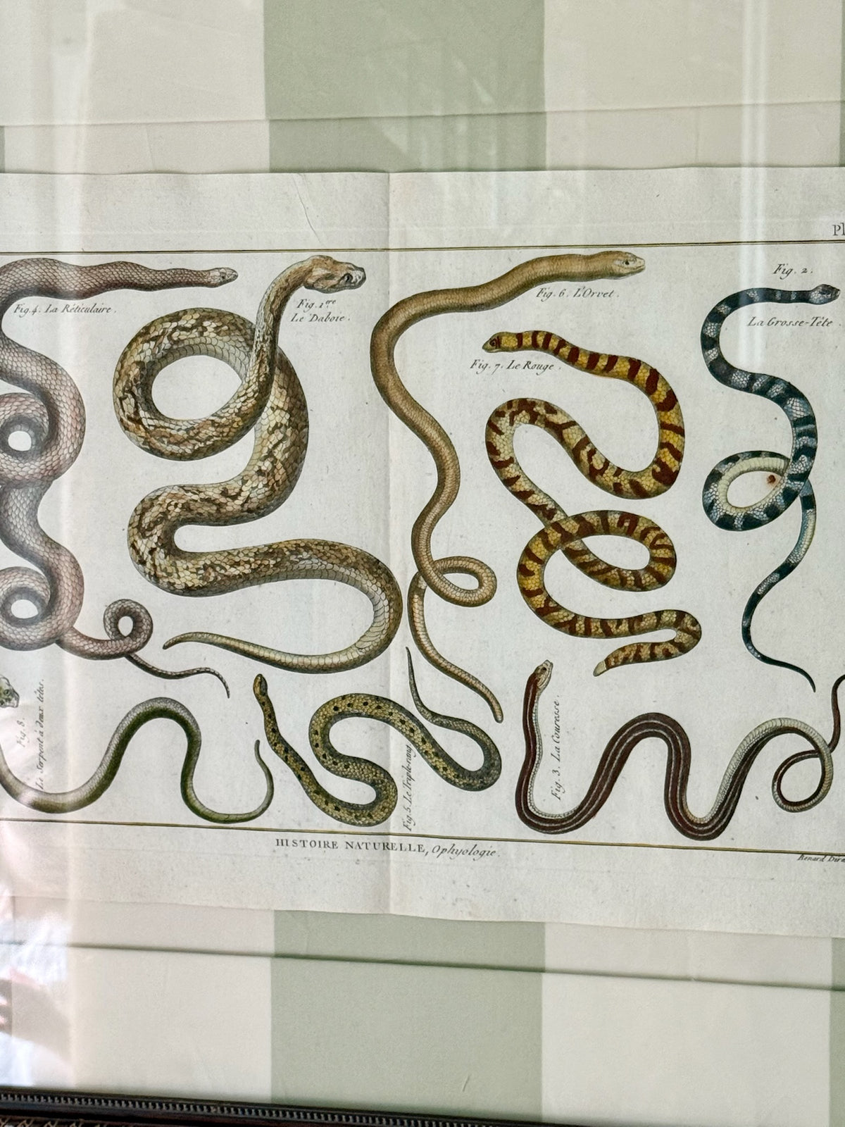 18th Century Hand Painted French Snake Engraving