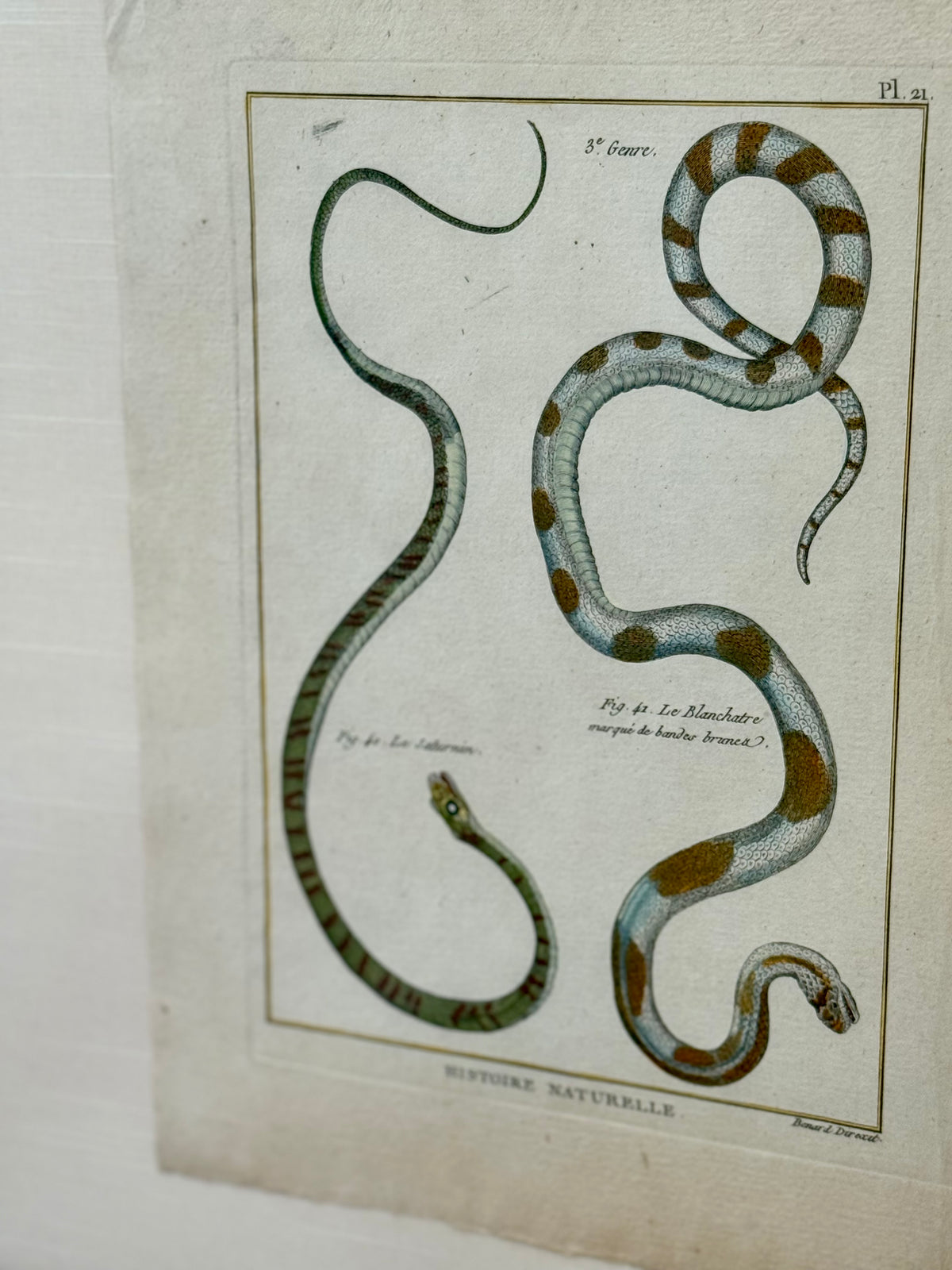 French 18th Century Snake Engravings