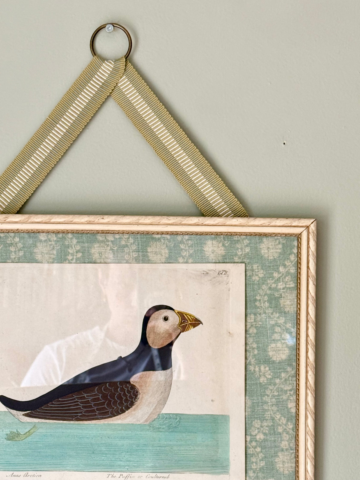 Rare 18th Century Puffin Engraving