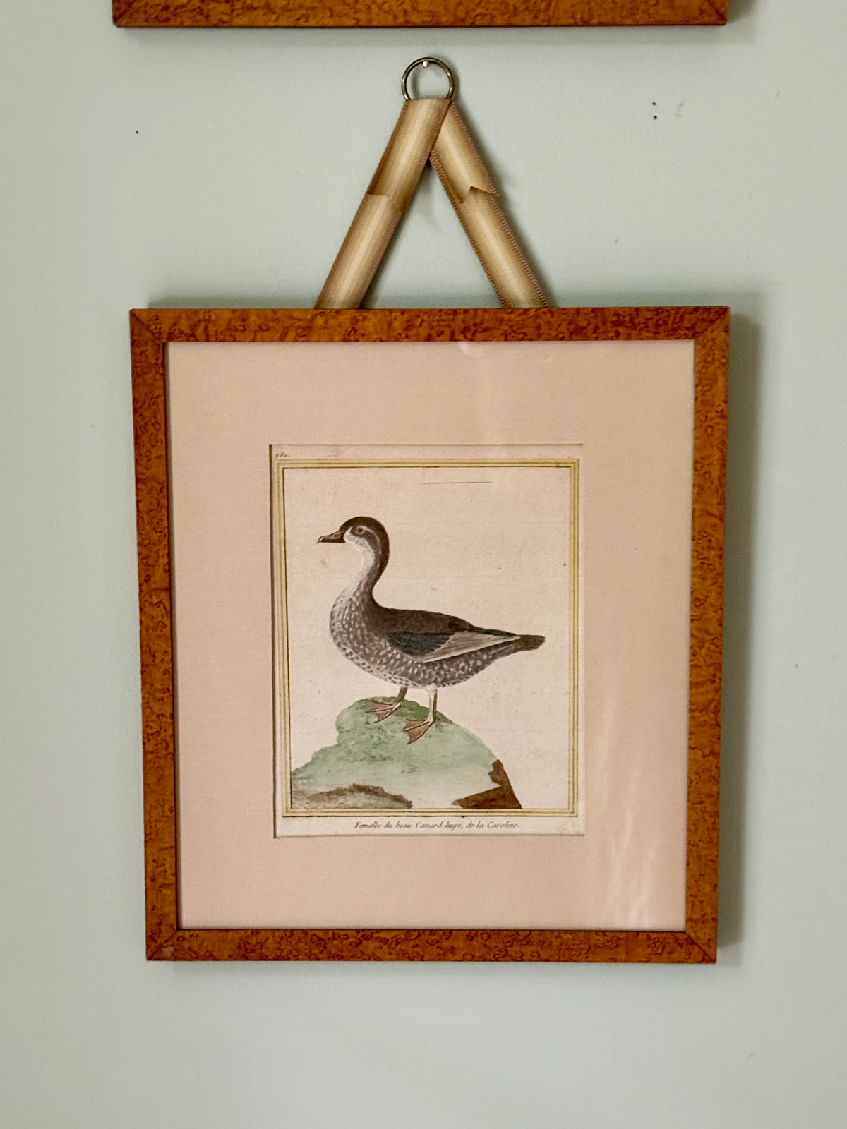 18th Century Hand Colored Bird Engravings
