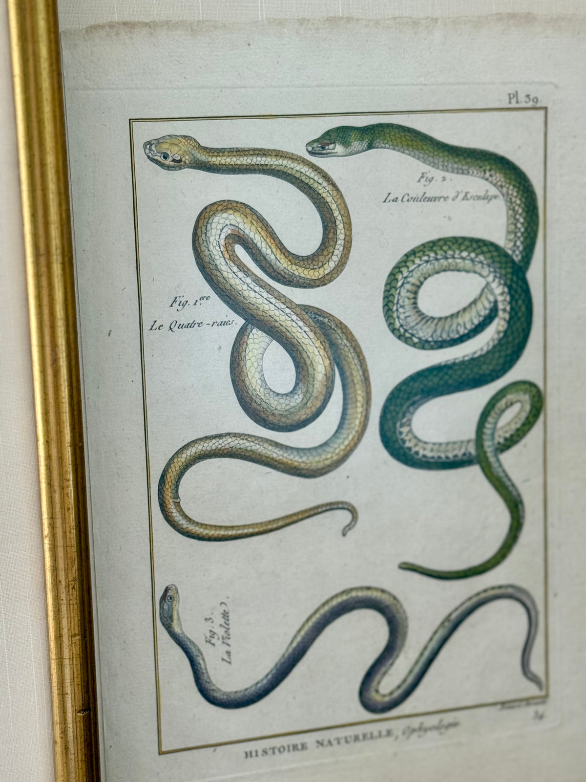 French 18th Century Snake Engravings