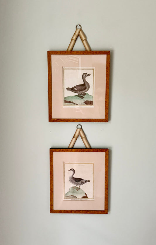 18th Century Hand Colored Bird Engravings