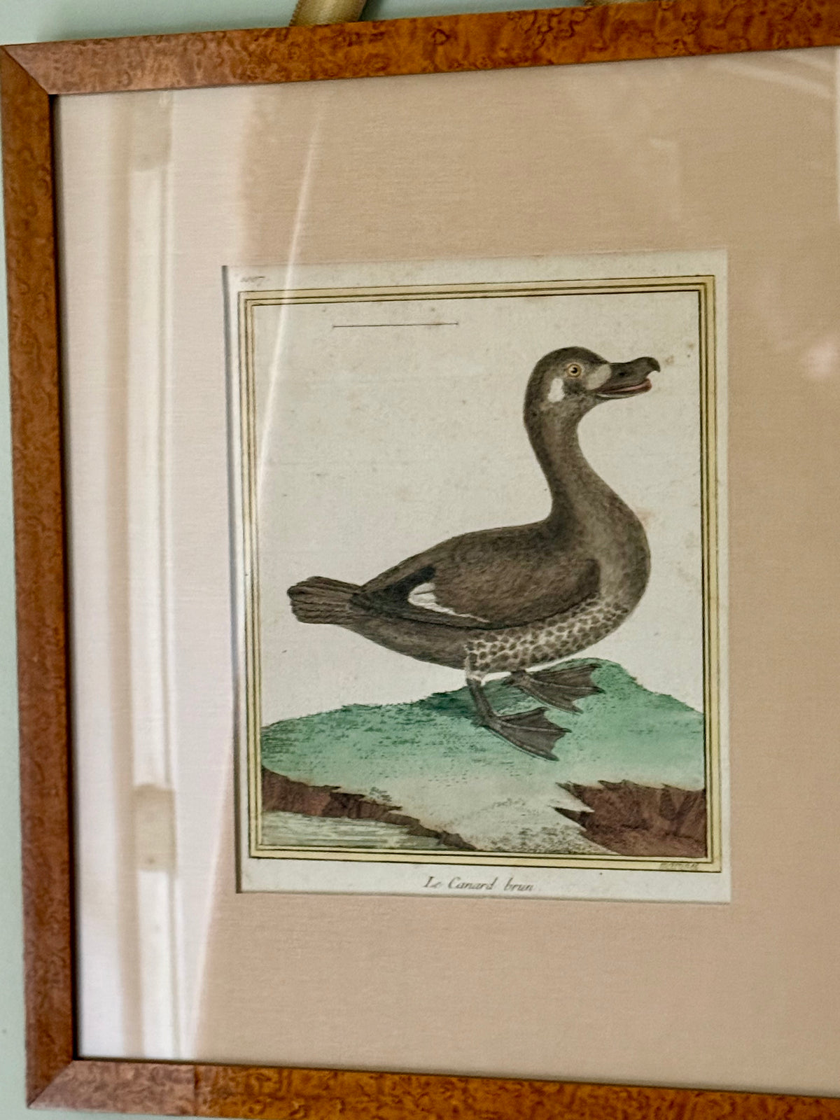 18th Century Hand Colored Bird Engravings