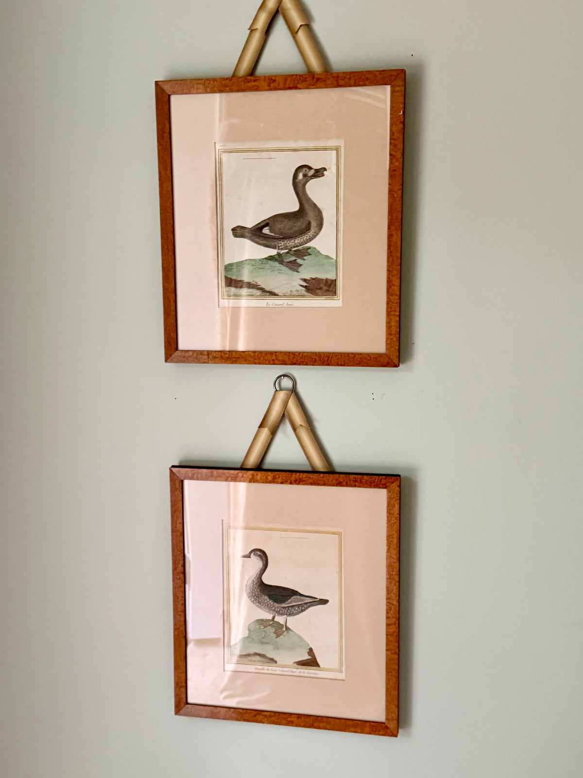 18th Century Hand Colored Bird Engravings