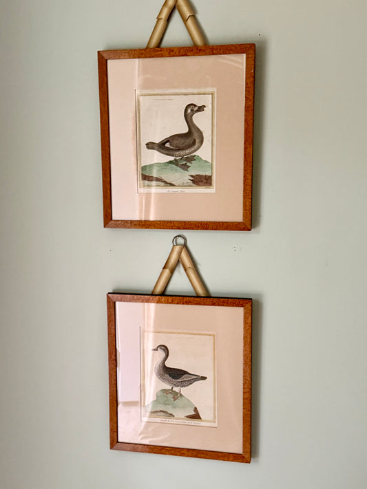 18th Century Hand Colored Bird Engravings