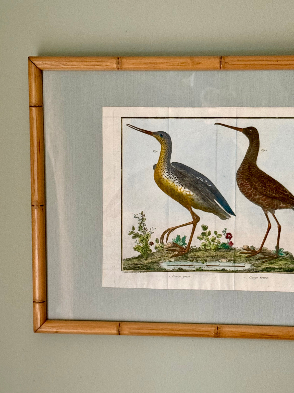 Rare Hand Colored French Birds