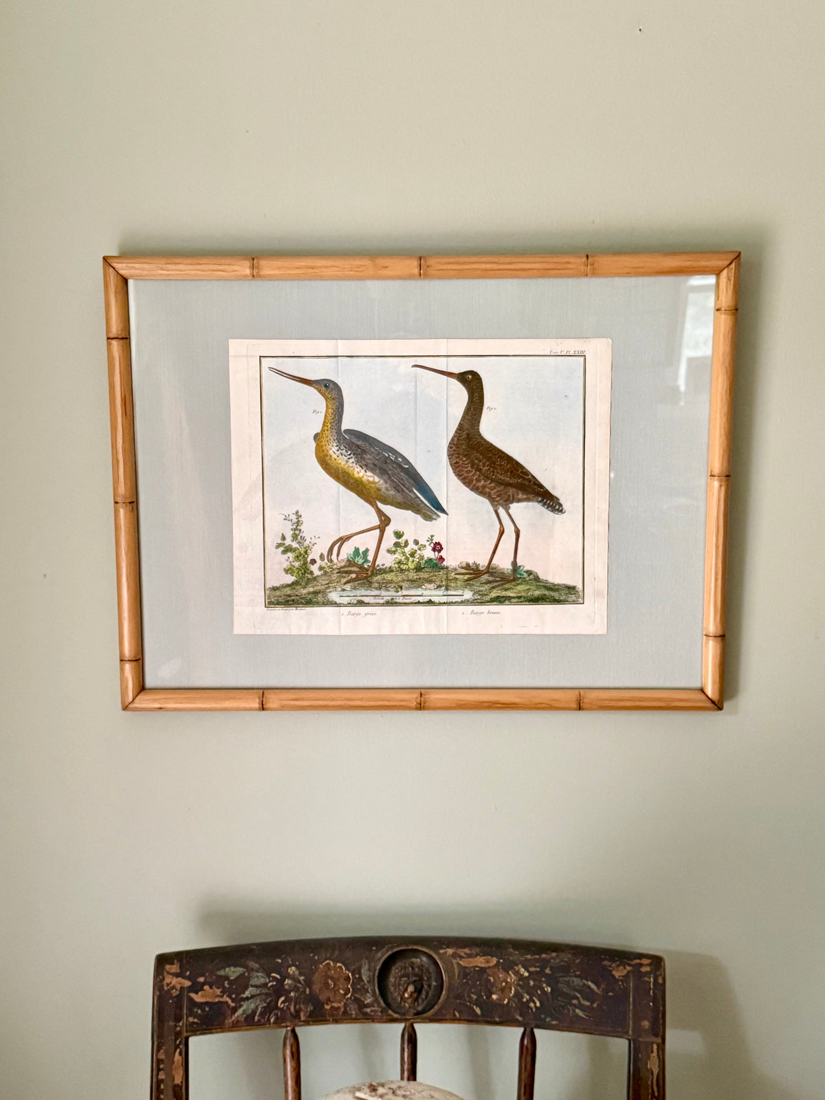 Rare Hand Colored French Birds