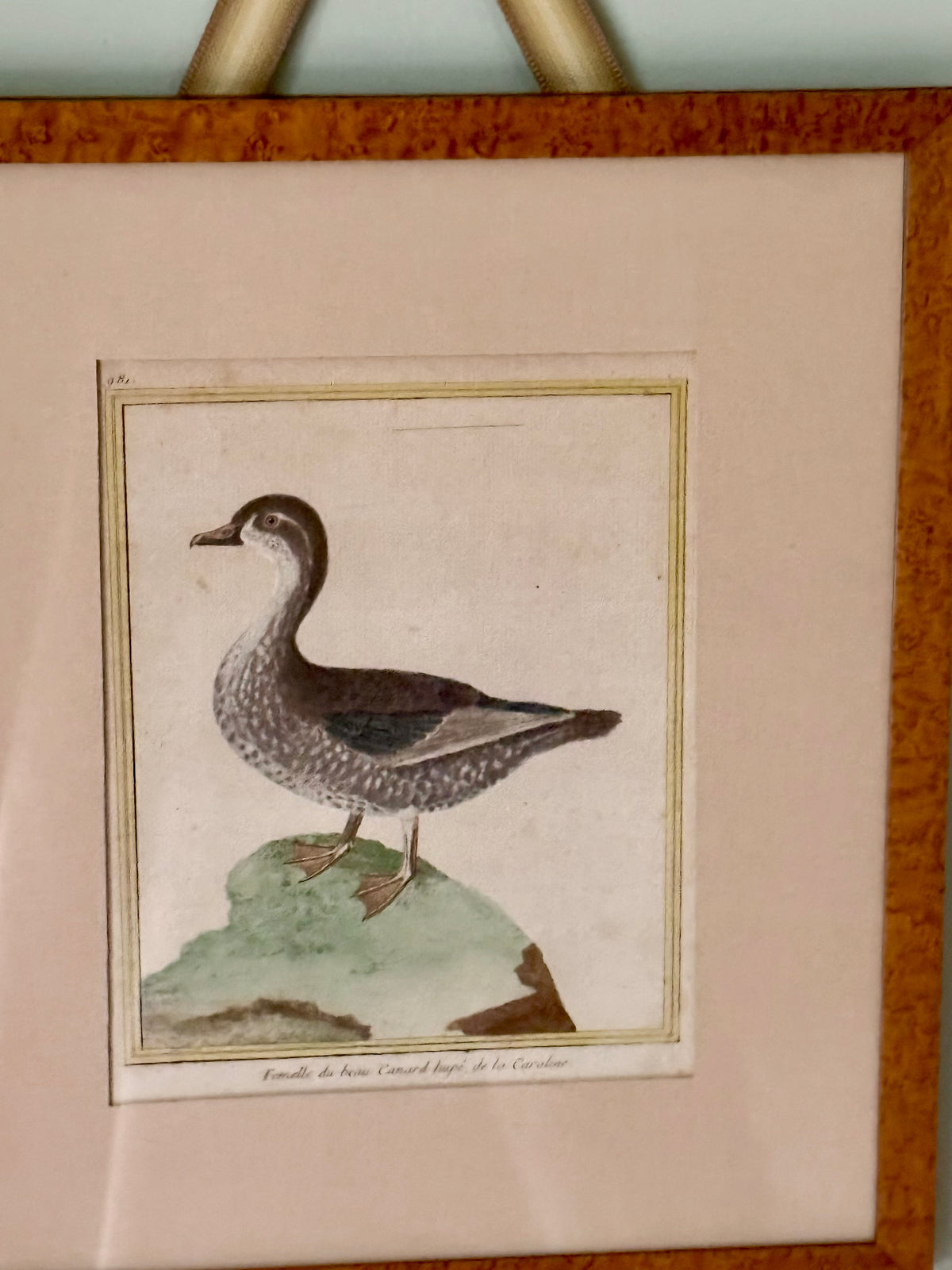 18th Century Hand Colored Bird Engravings
