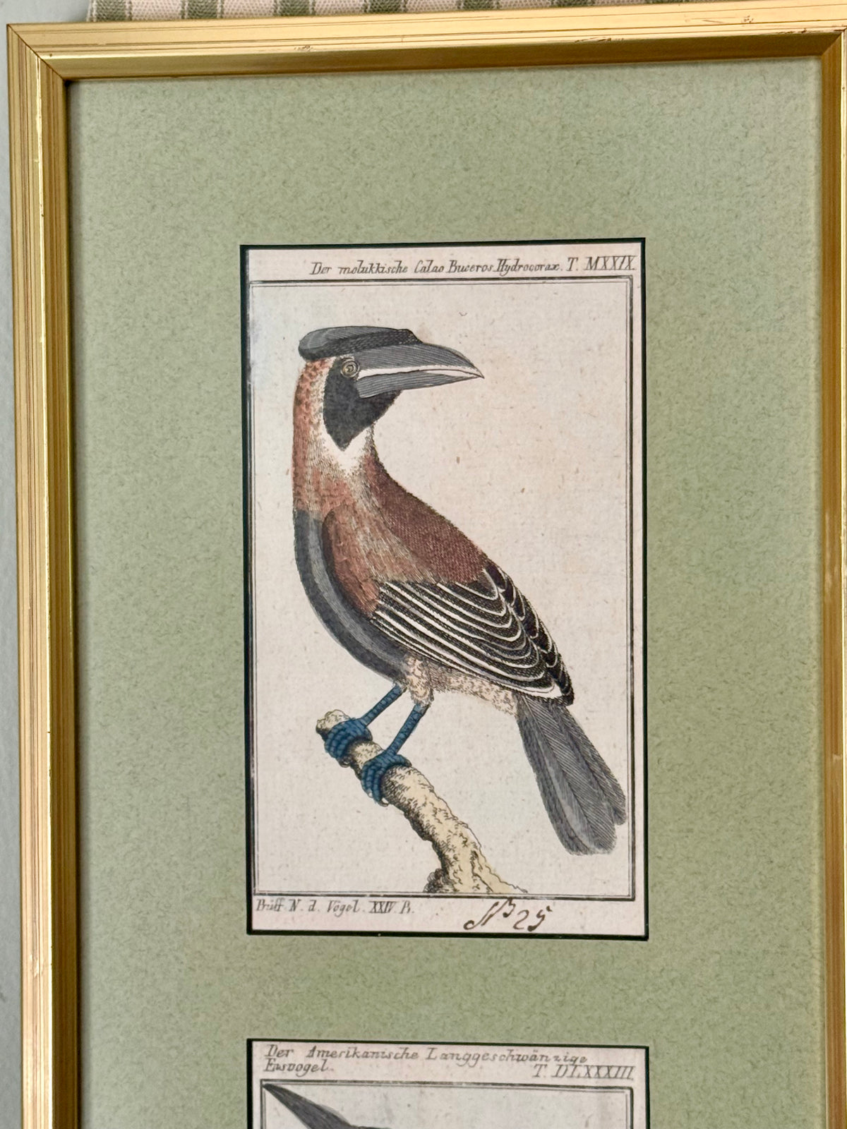 Pair of Uniquely Framed 19th Century Bird Engravings