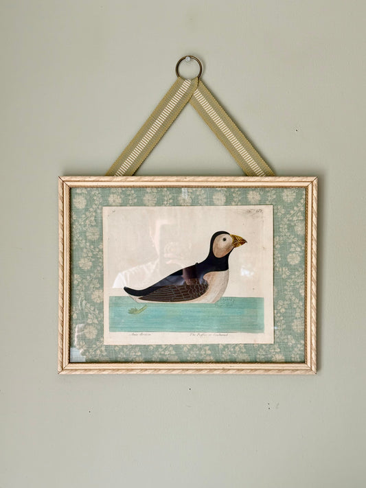 Rare 18th Century Puffin Engraving
