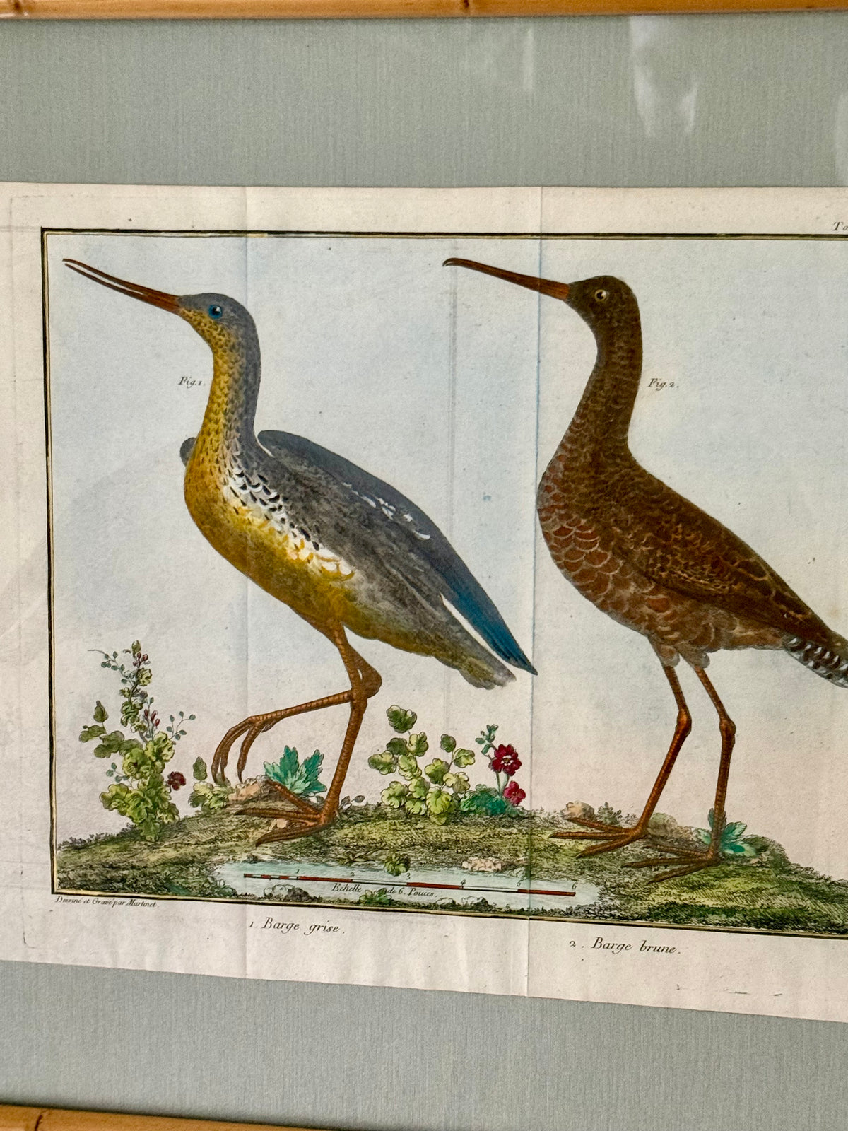 Rare Hand Colored French Birds