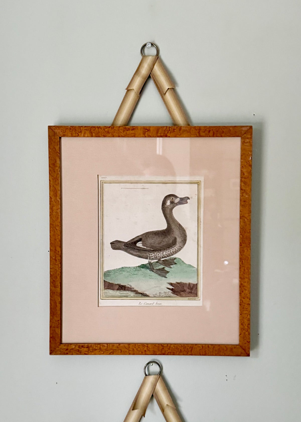 18th Century Hand Colored Bird Engravings