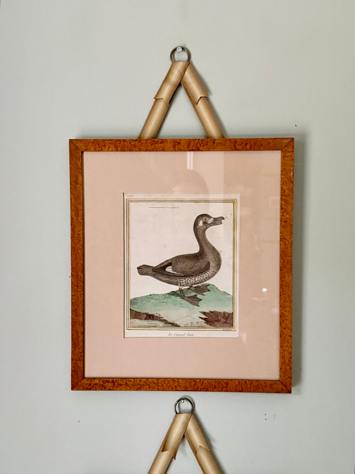18th Century Hand Colored Bird Engravings