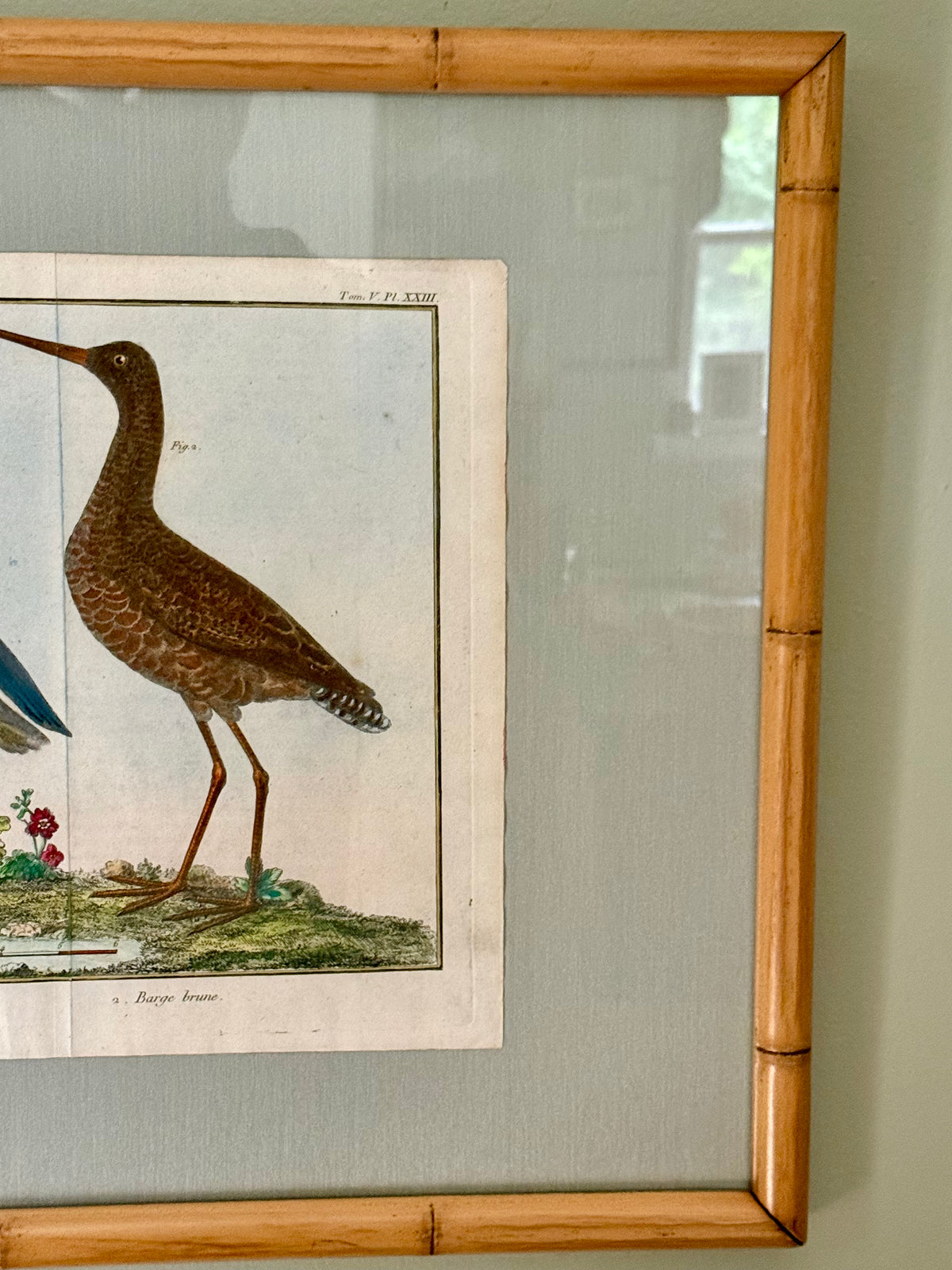 Rare Hand Colored French Birds