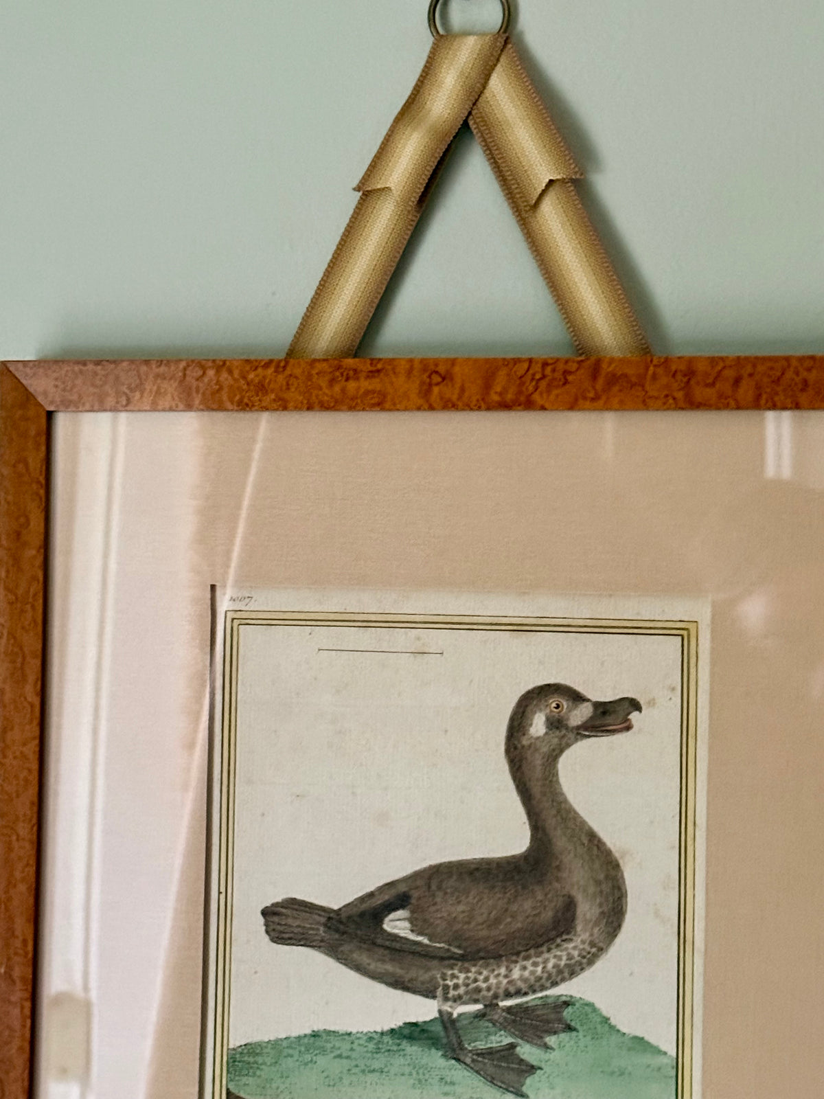 18th Century Hand Colored Bird Engravings