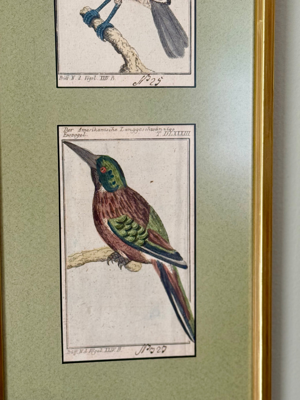 Pair of Uniquely Framed 19th Century Bird Engravings