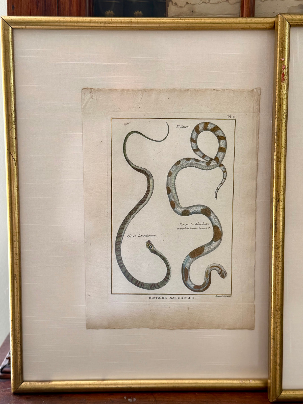 French 18th Century Snake Engravings