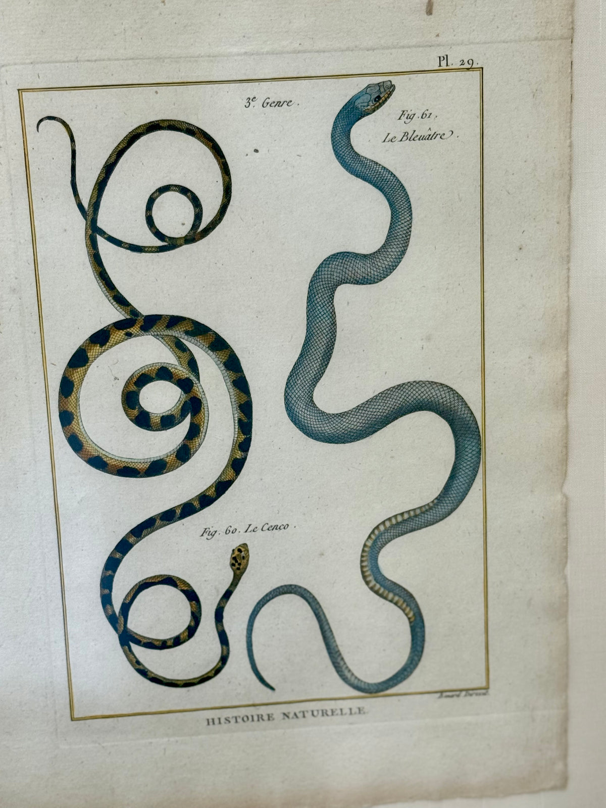 French 18th Century Snake Engravings
