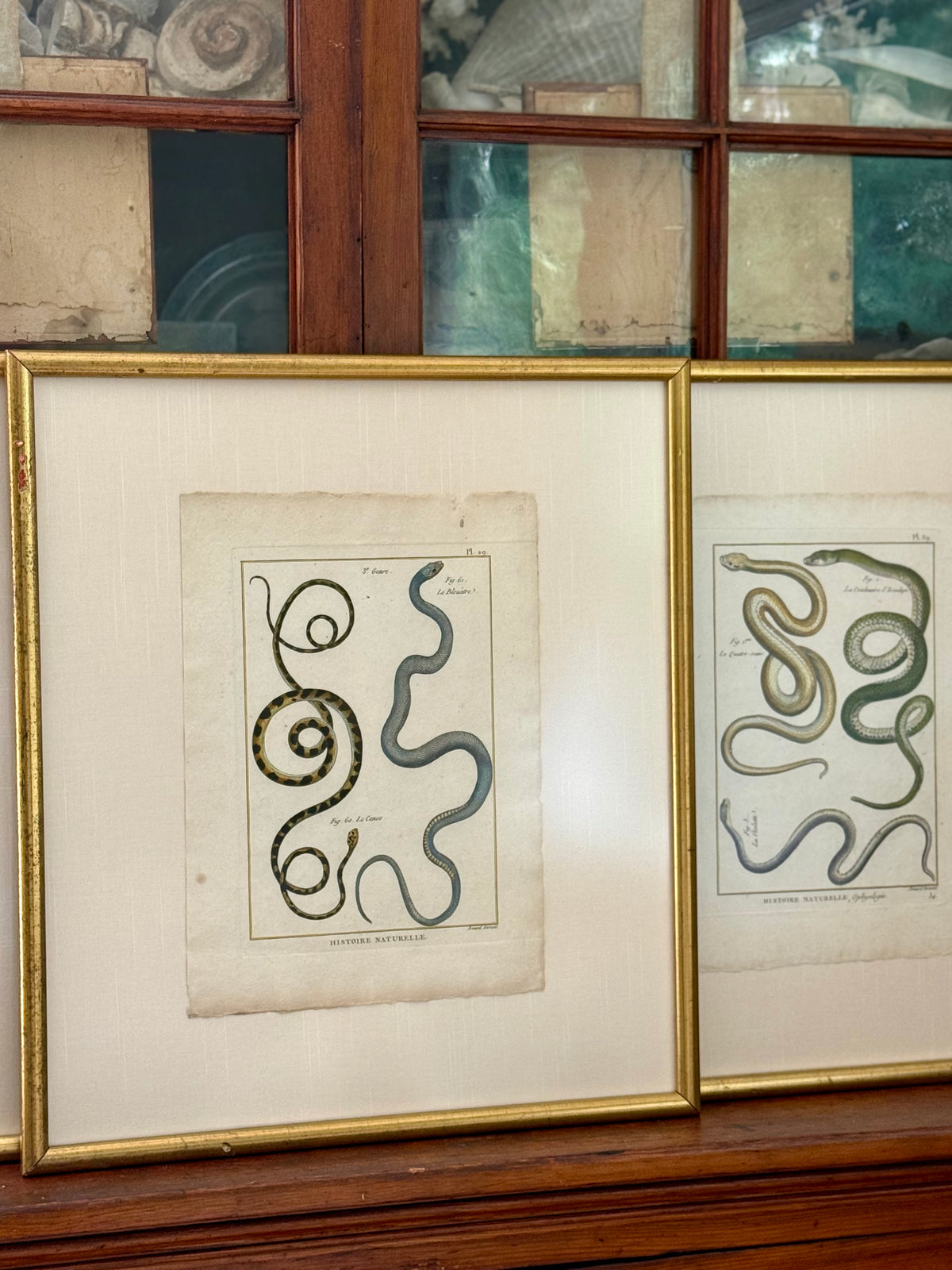 French 18th Century Snake Engravings