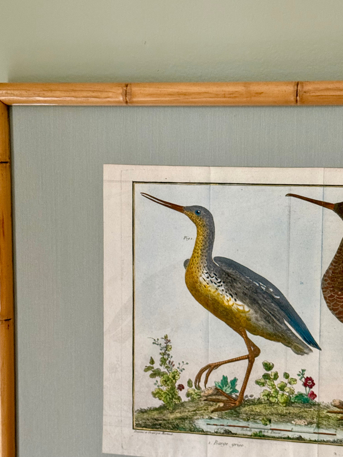 Rare Hand Colored French Birds