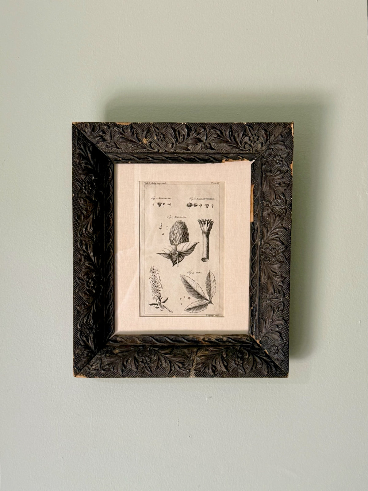 18th Century Botanical Engraving