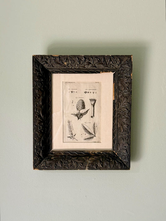 18th Century Botanical Engraving