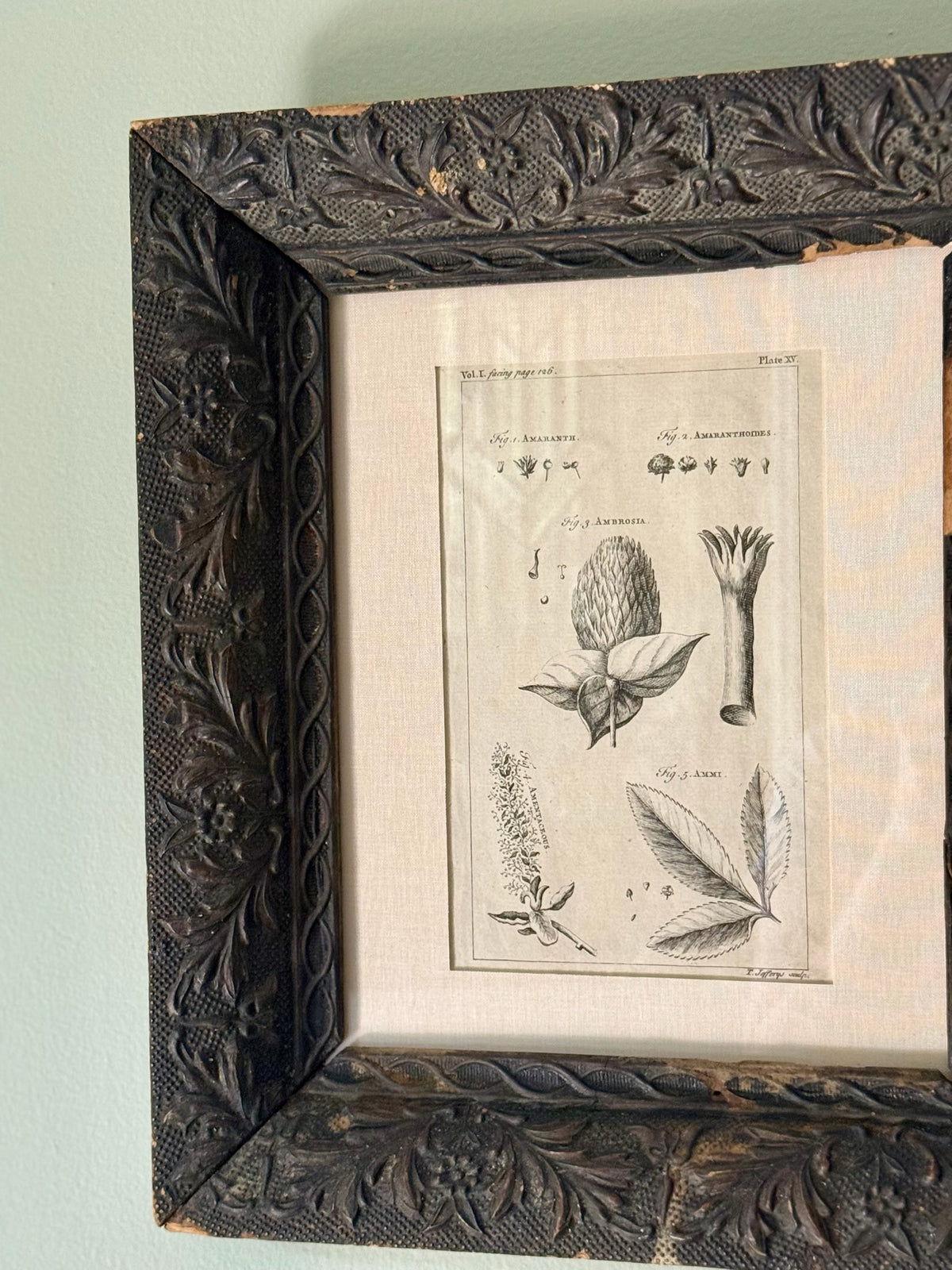 18th Century Botanical Engraving