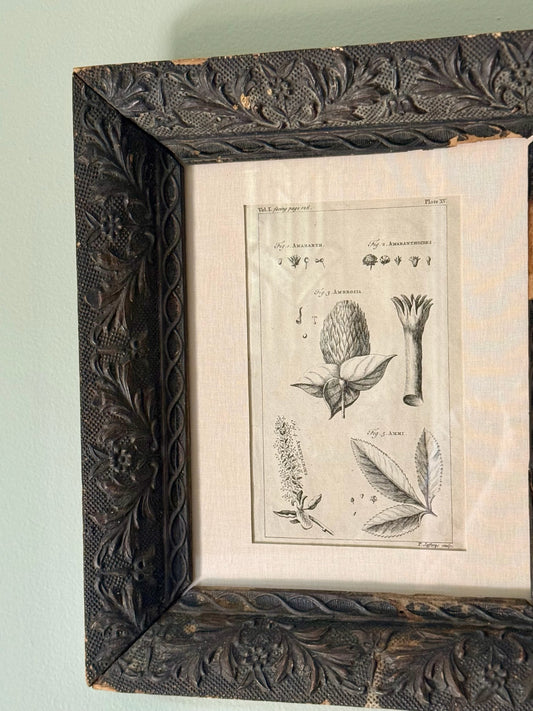 18th Century Botanical Engraving