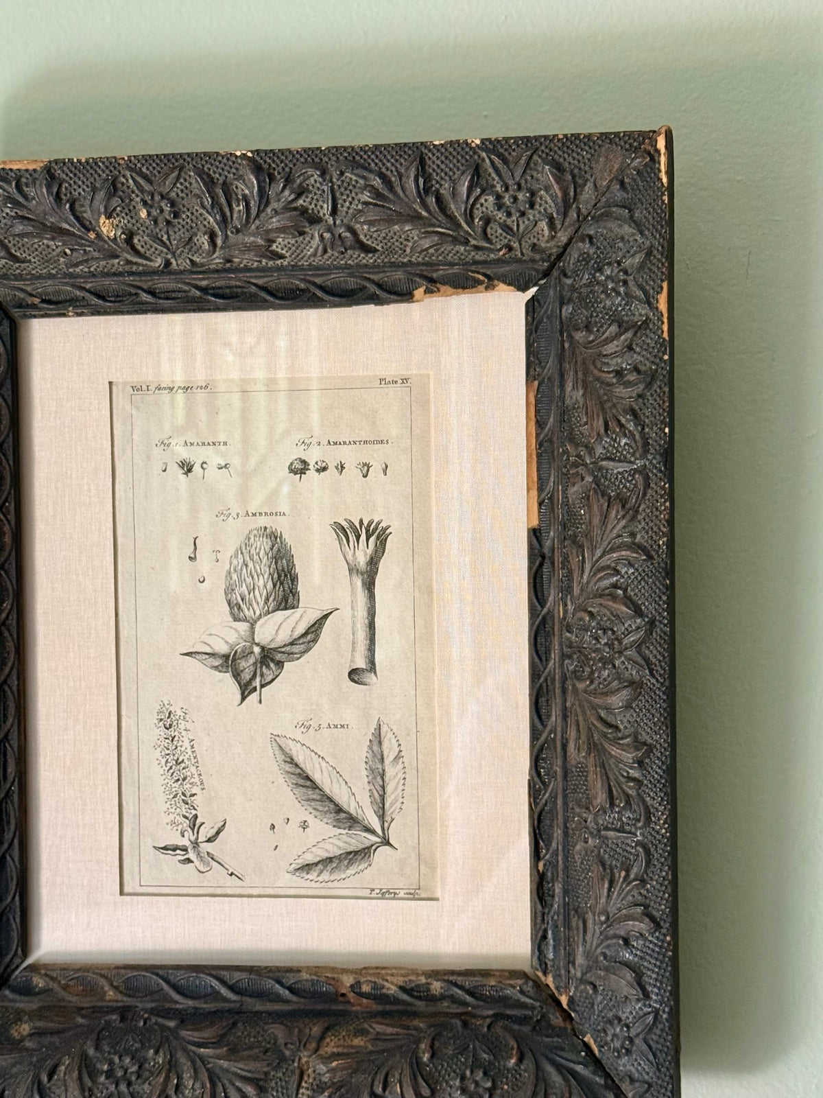 18th Century Botanical Engraving