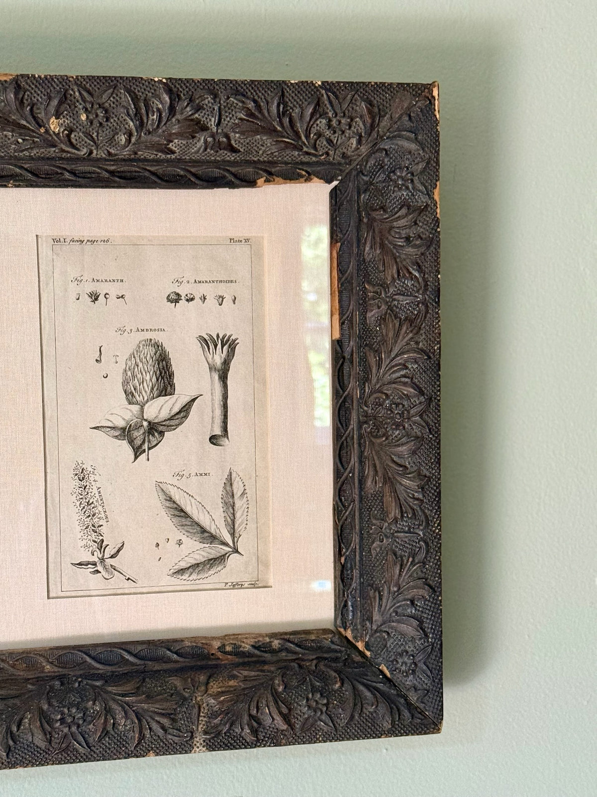18th Century Botanical Engraving