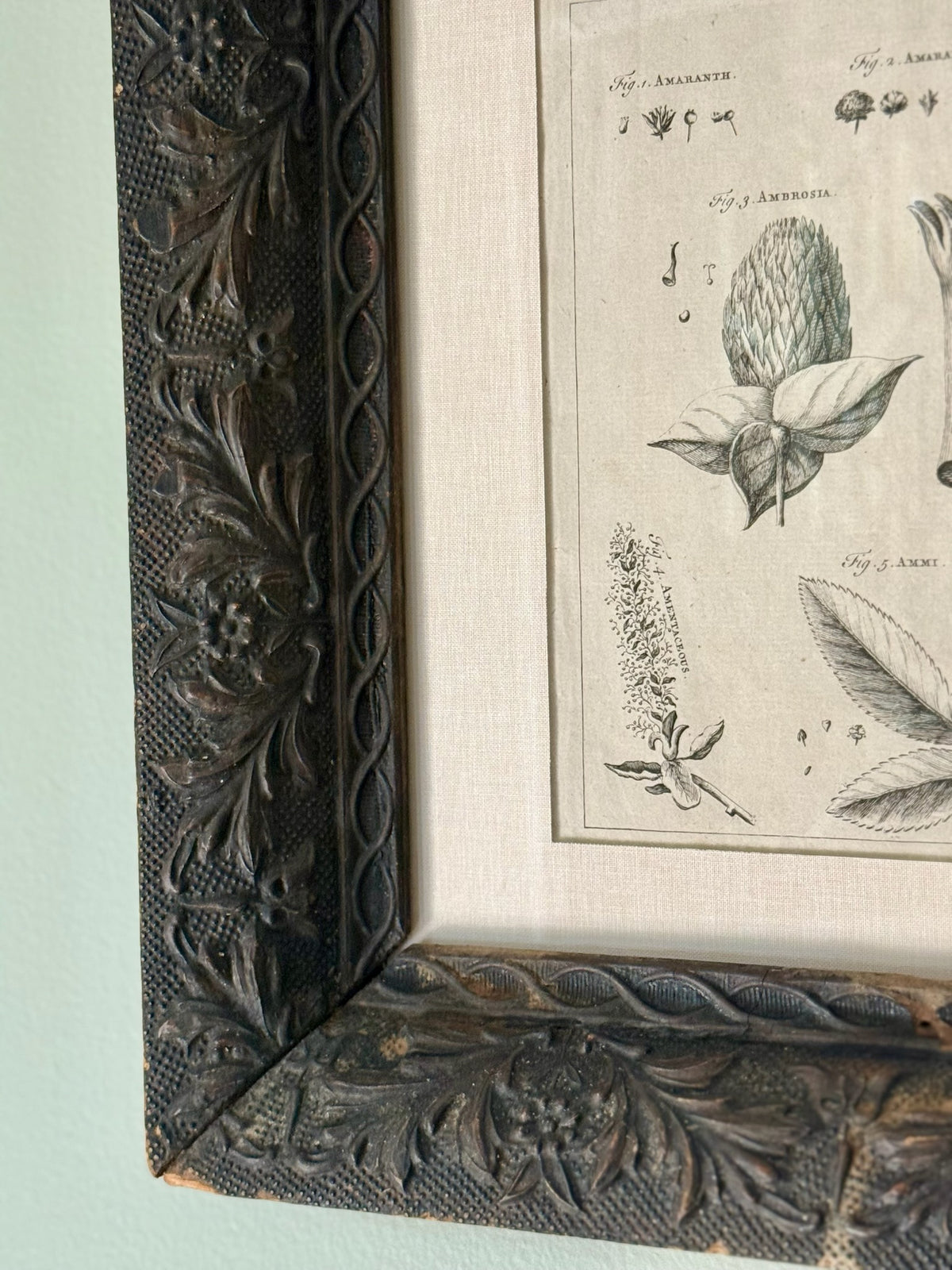 18th Century Botanical Engraving