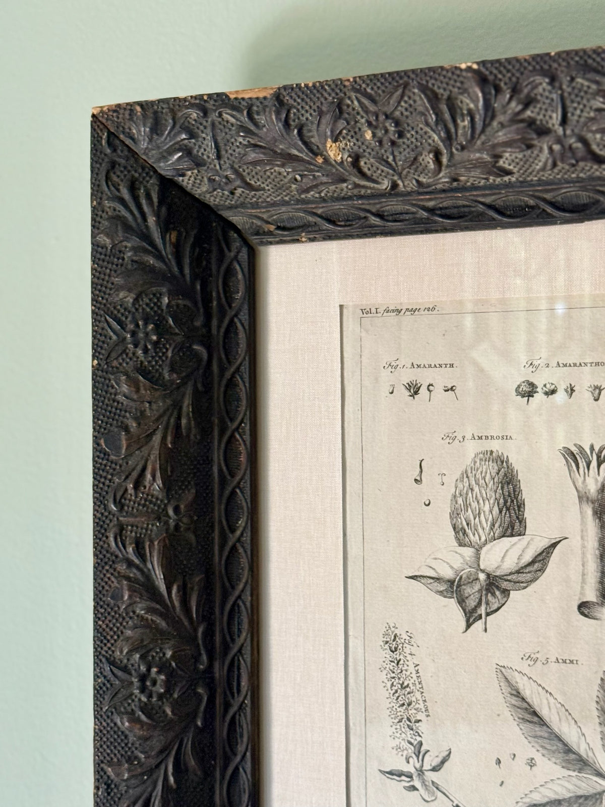 18th Century Botanical Engraving