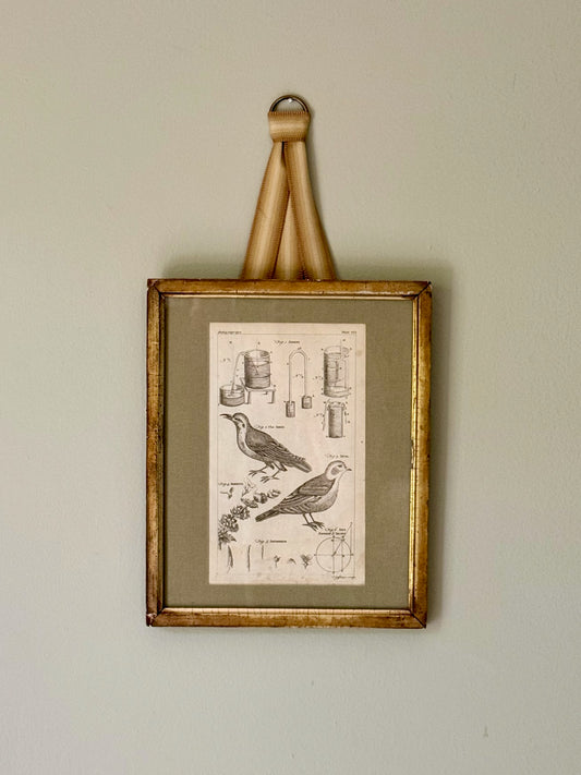 18th Century Bird Engraving