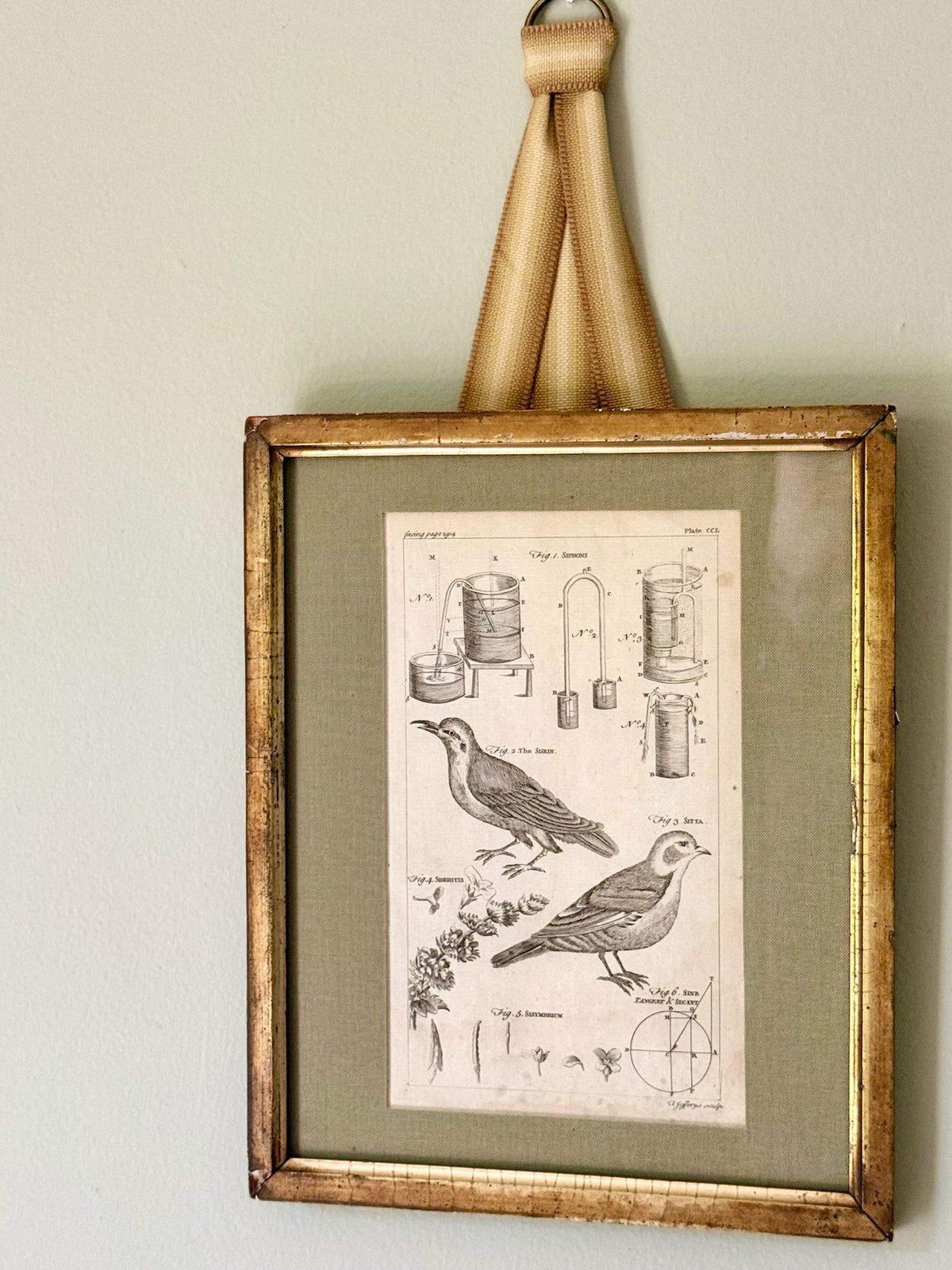 18th Century Bird Engraving