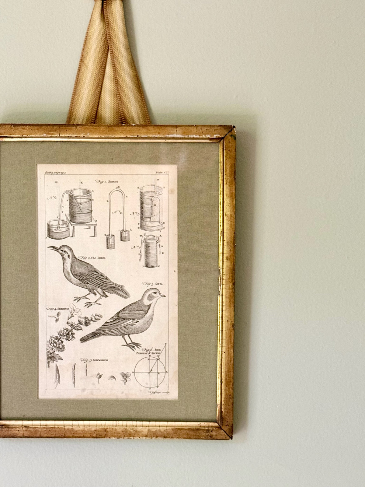 18th Century Bird Engraving