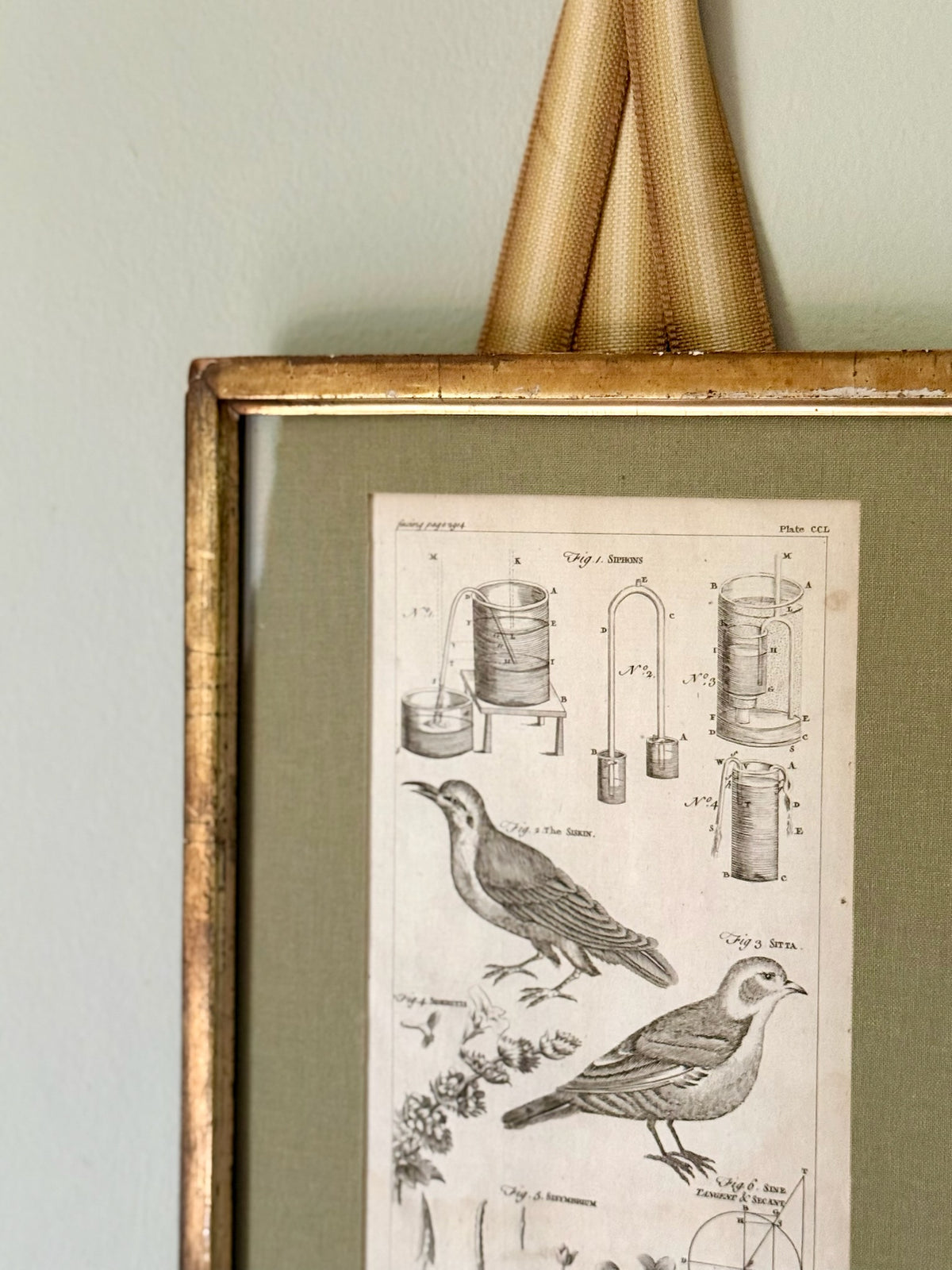 18th Century Bird Engraving