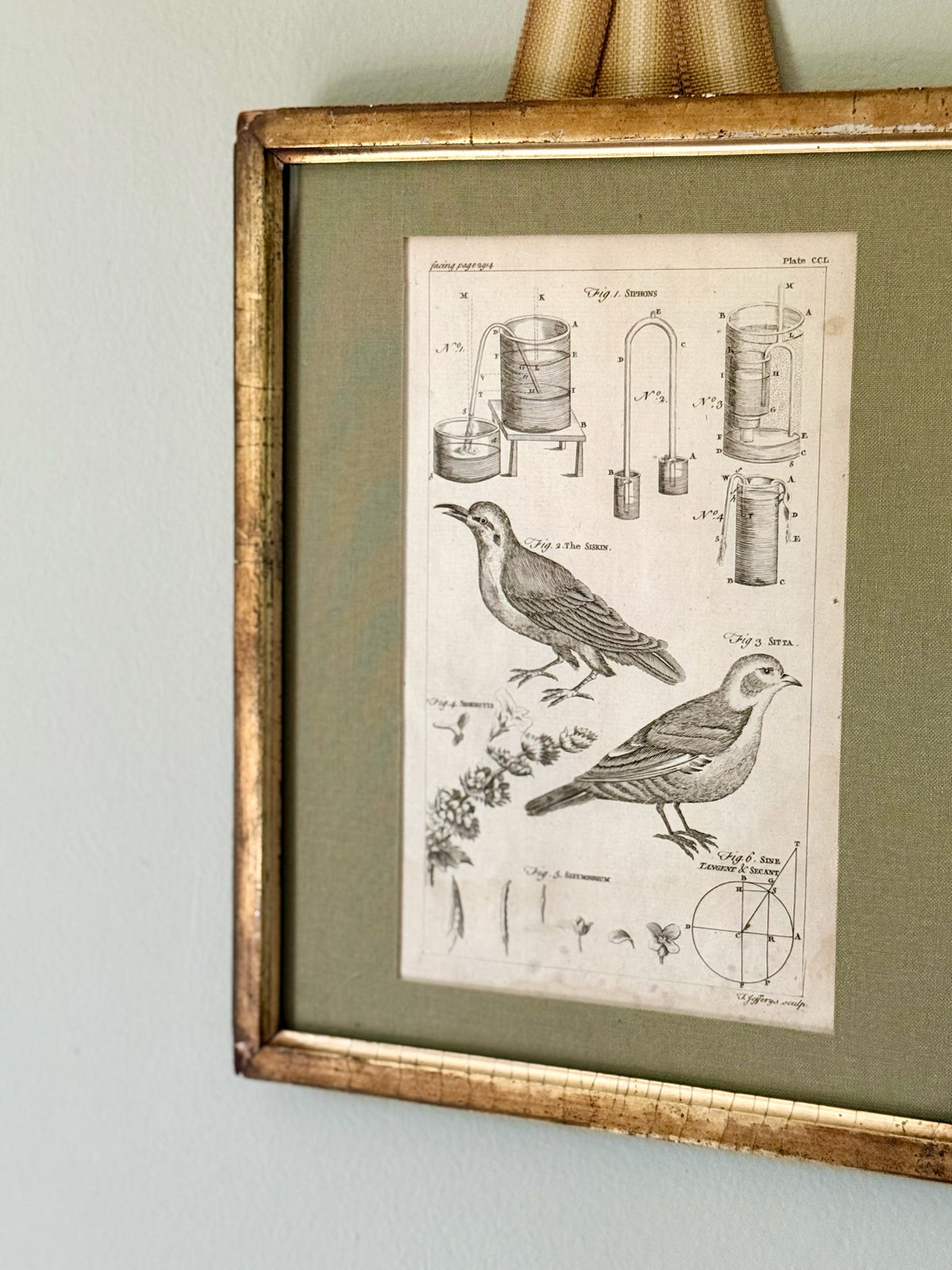 18th Century Bird Engraving