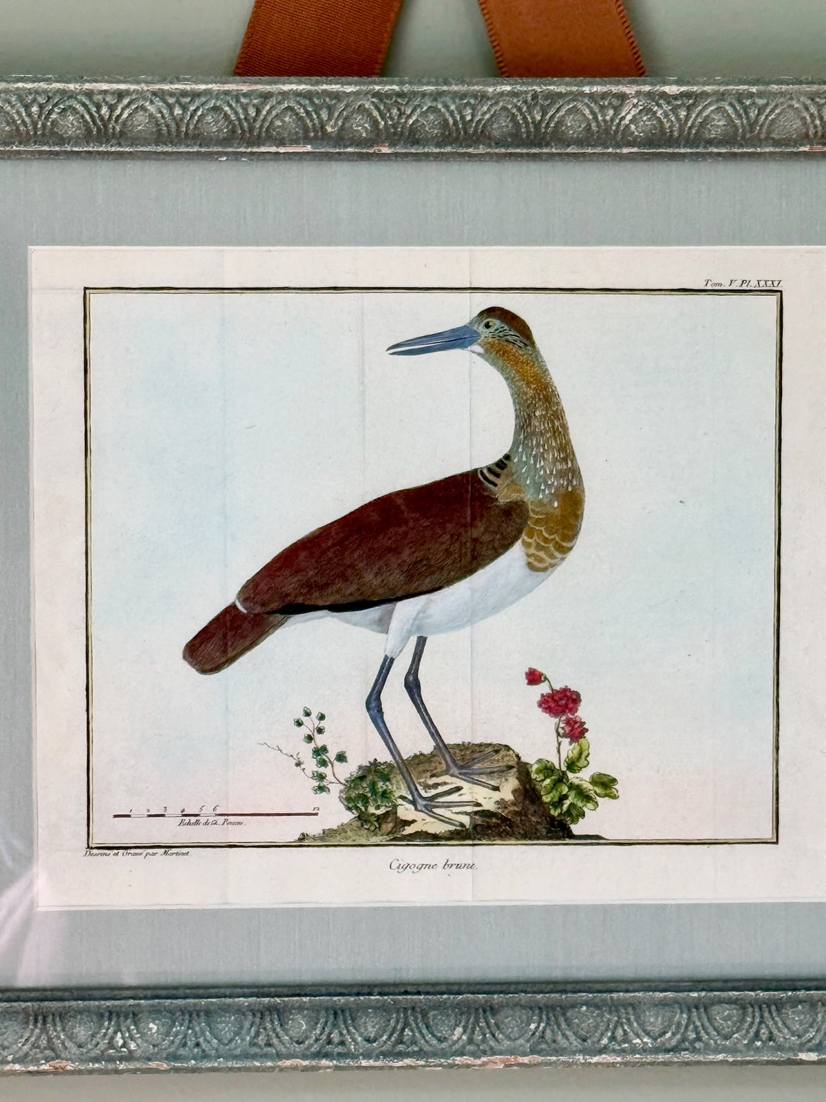 18th Century Hand Painted French Bird Engraving