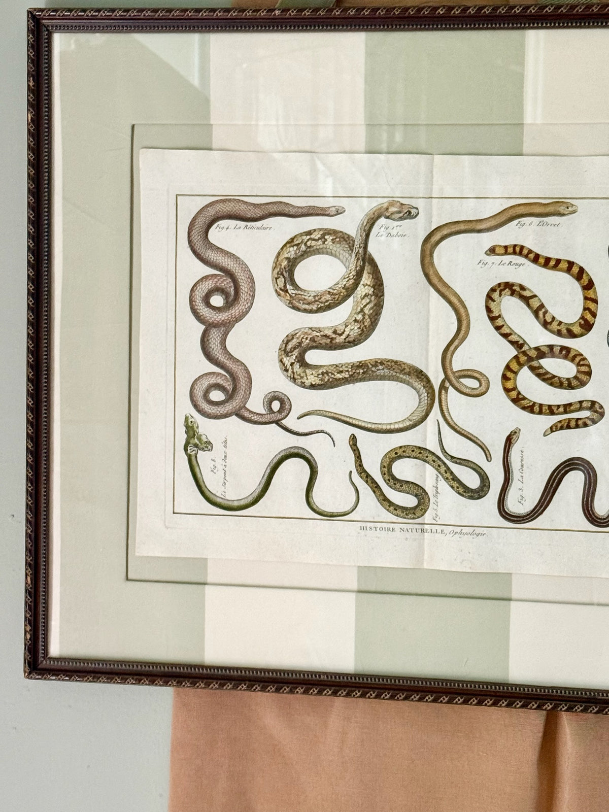 18th Century Hand Painted French Snake Engraving