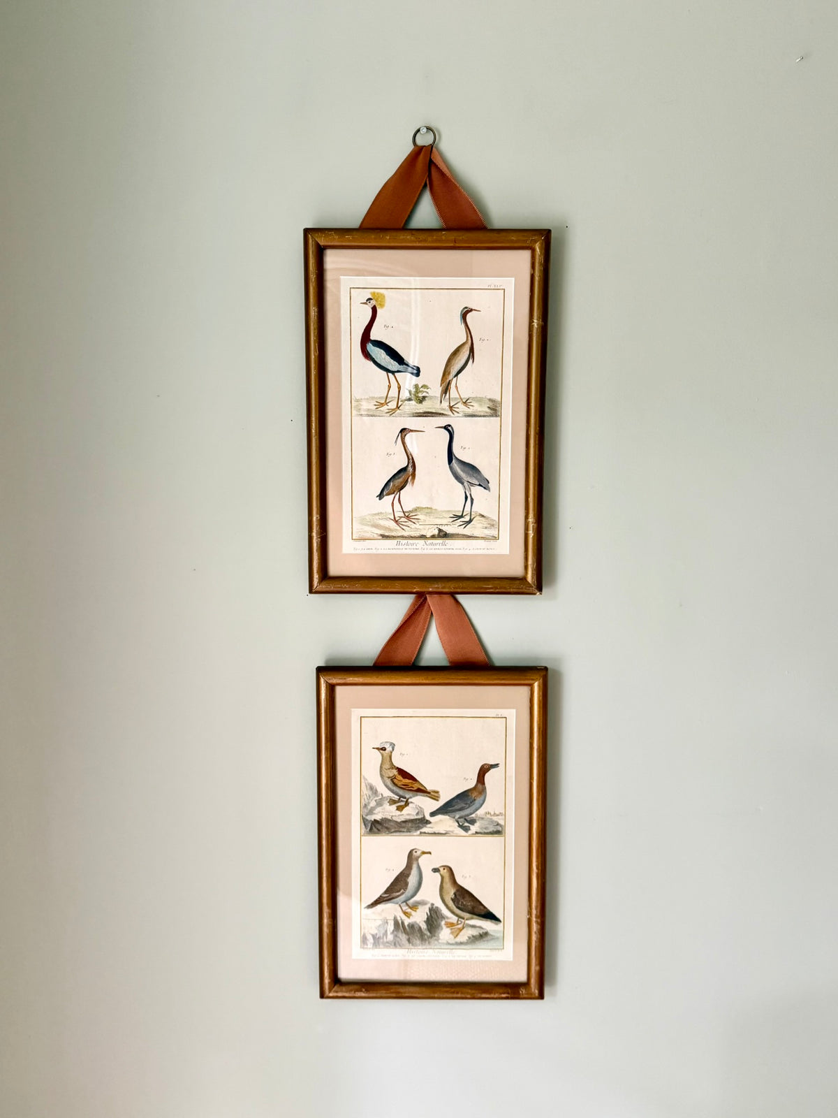 Pair of Rare French Hand Painted 18th Century Bird Engravings