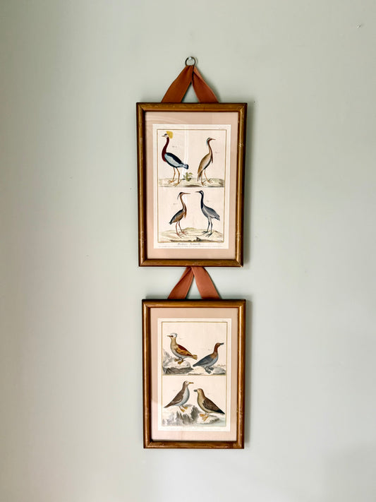 Pair of Rare French Hand Painted 18th Century Bird Engravings