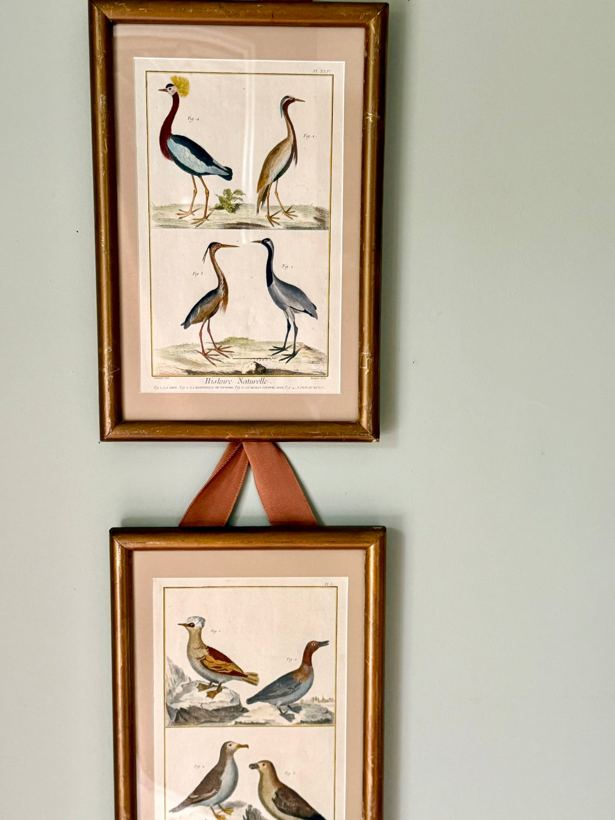 Pair of Rare French Hand Painted 18th Century Bird Engravings
