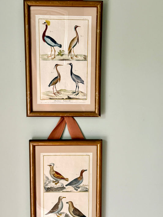 Pair of Rare French Hand Painted 18th Century Bird Engravings