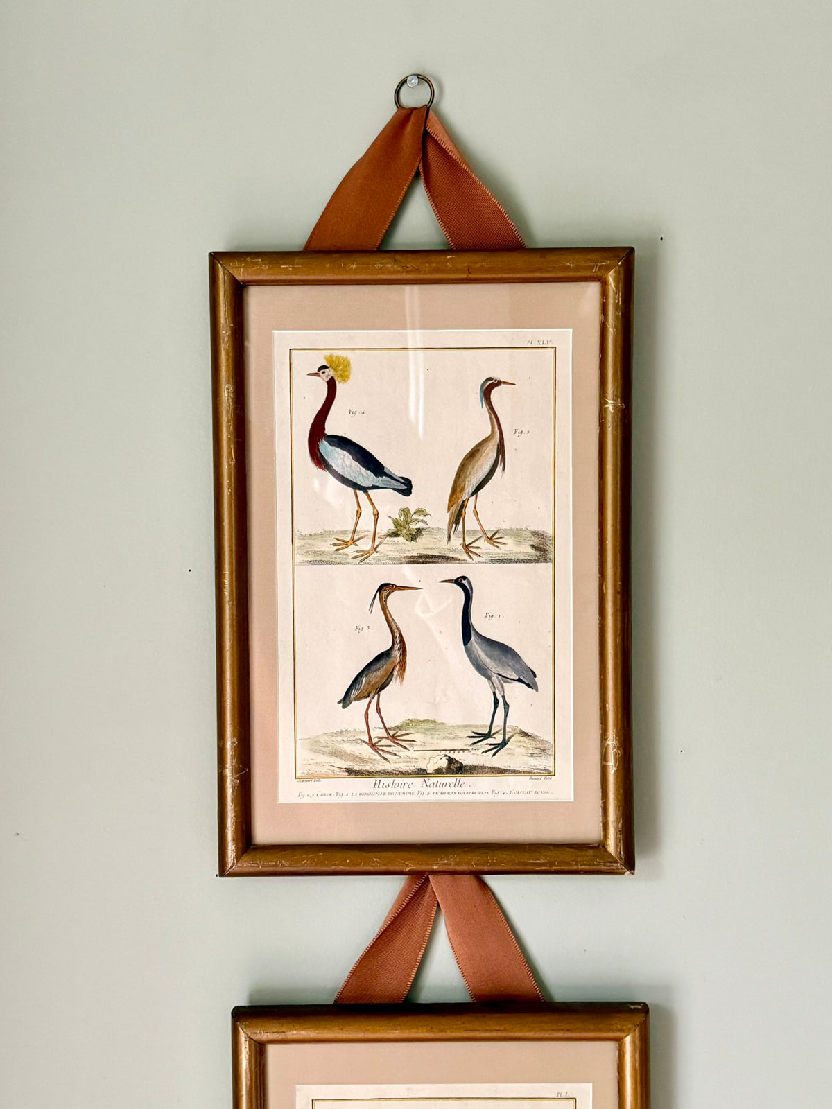 Pair of Rare French Hand Painted 18th Century Bird Engravings