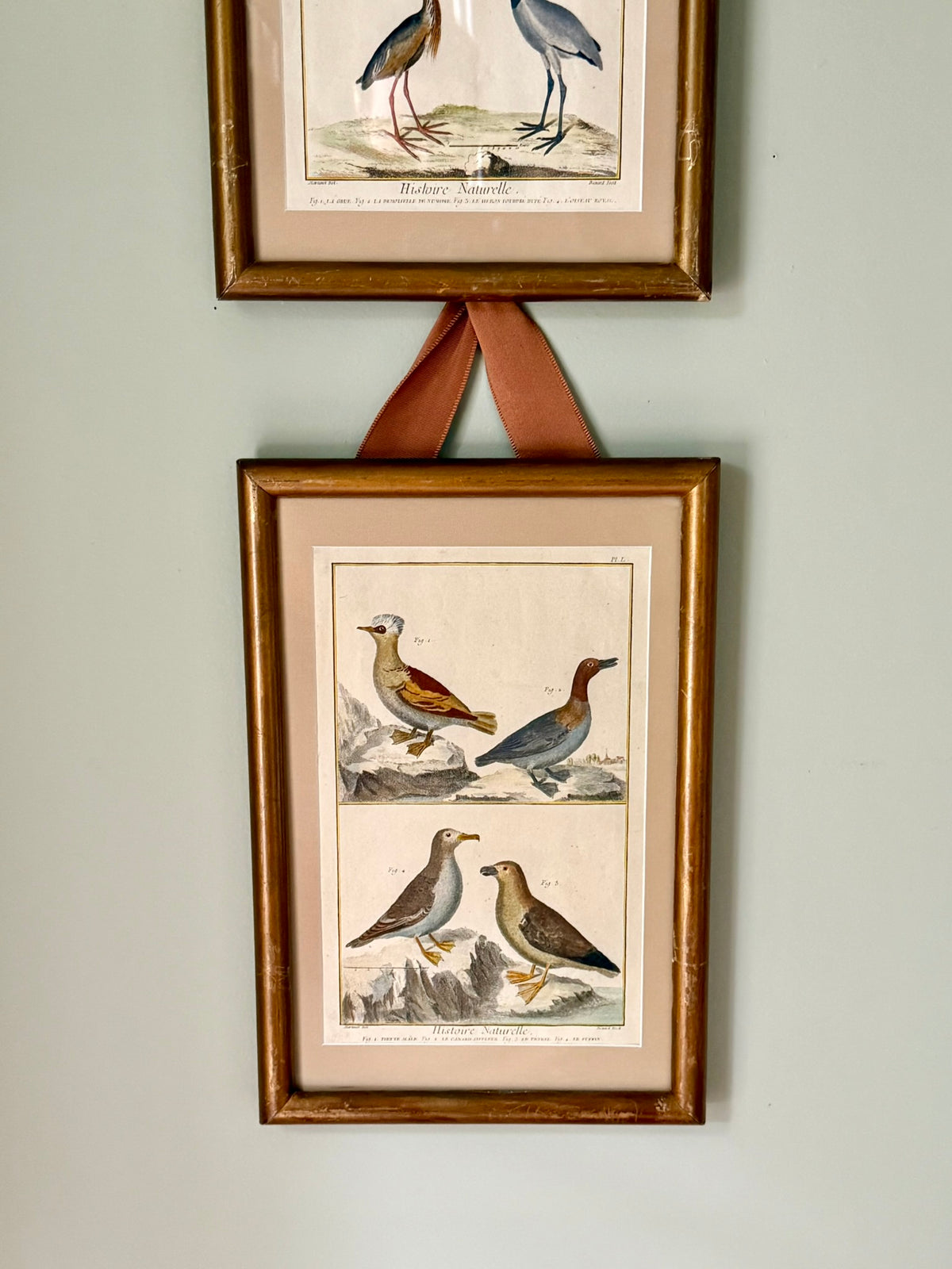 Pair of Rare French Hand Painted 18th Century Bird Engravings