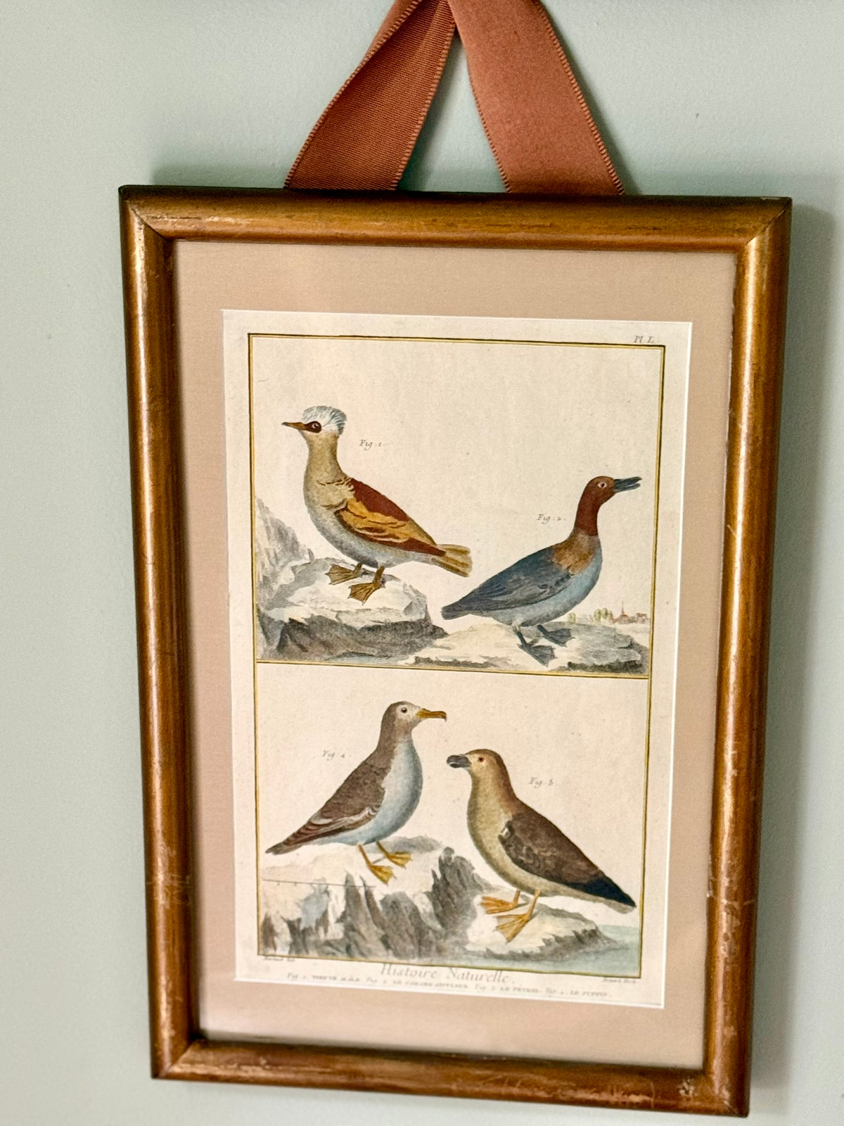 Pair of Rare French Hand Painted 18th Century Bird Engravings